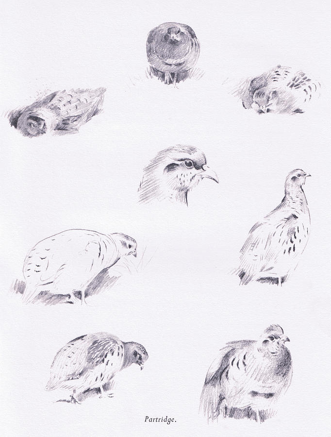682x900 partridges drawing - Partridge Drawing