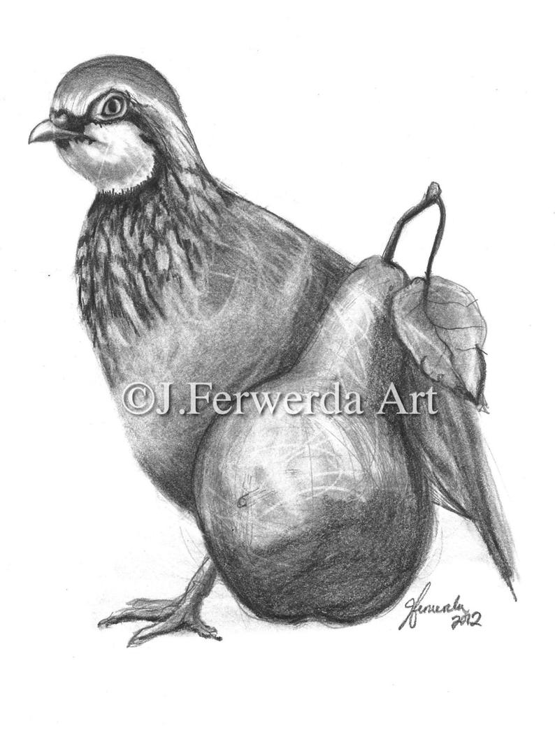 794x1045 pencil drawing print partridge and a pear day etsy - Partridge Drawing
