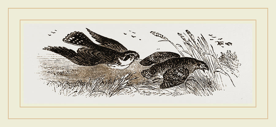 900x415 peregrine falcon and partridge drawing - Partridge Drawing