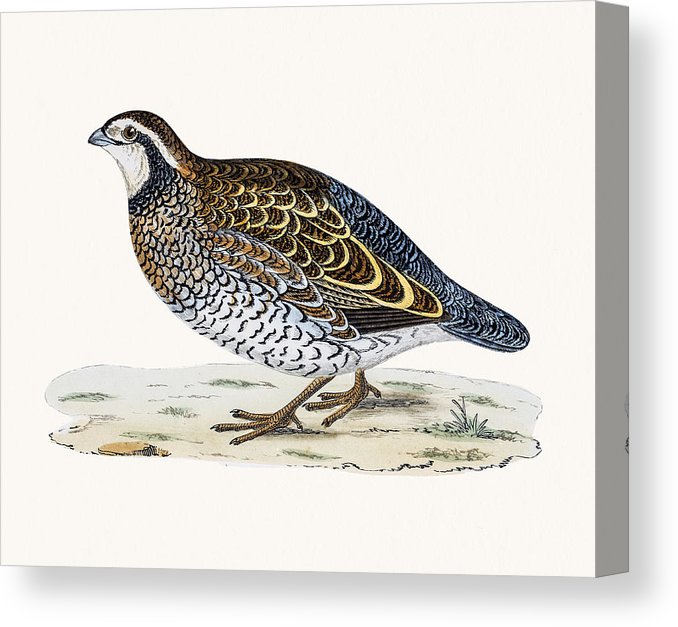 Partridge Drawing at Explore collection of