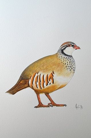 Partridge Drawing at PaintingValley.com | Explore collection of ...