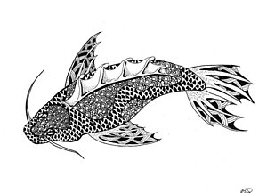 300x217 zentangle koi drawing - Partridge Drawing