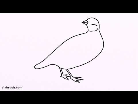 480x360 k how to draw partridge for kids step - Partridge Drawing