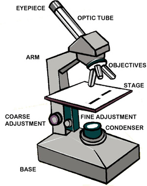 300x380 Microscope Clipart Microscope Drawing - Parts Of A Microscope Drawing