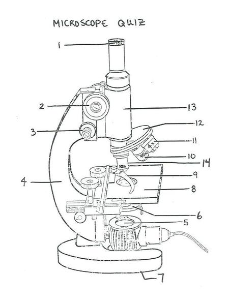 450x600 parts and functions of a compound microscope - Parts Of A Microscope Drawing