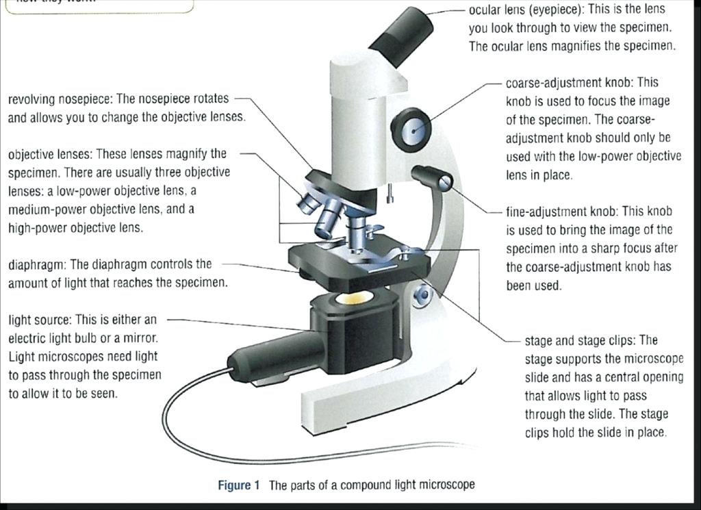 Parts Of A Microscope Drawing at PaintingValley.com | Explore ...