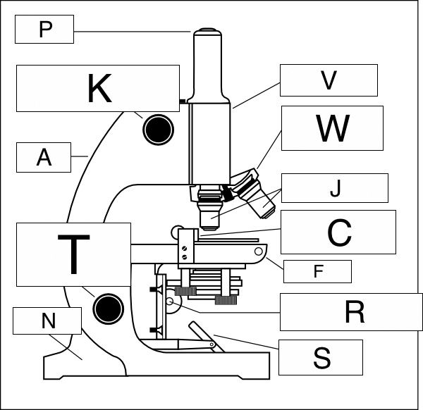 600x582 The Microscope - Parts Of A Microscope Drawing