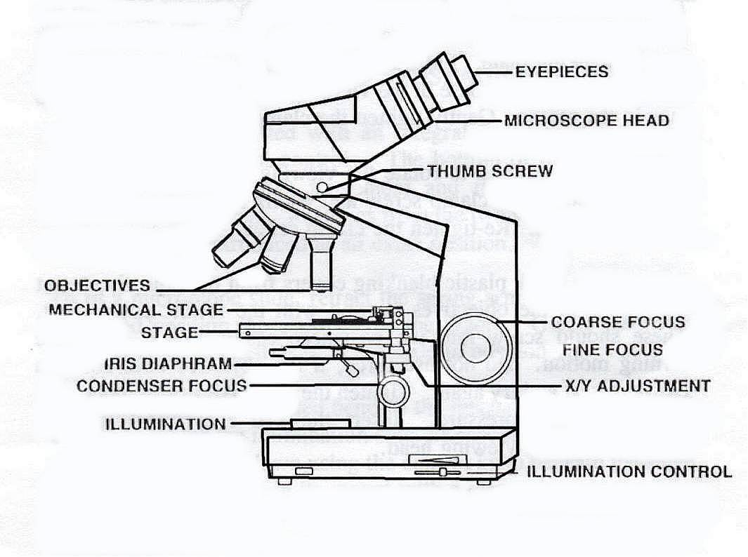 1065x794 Part Drawing Binocular Microscope For Free Download - Parts Of A Microscope Drawing