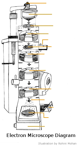 287x514 a study of the microscope and its functions with a labeled diagram - Parts Of A Microscope Drawing
