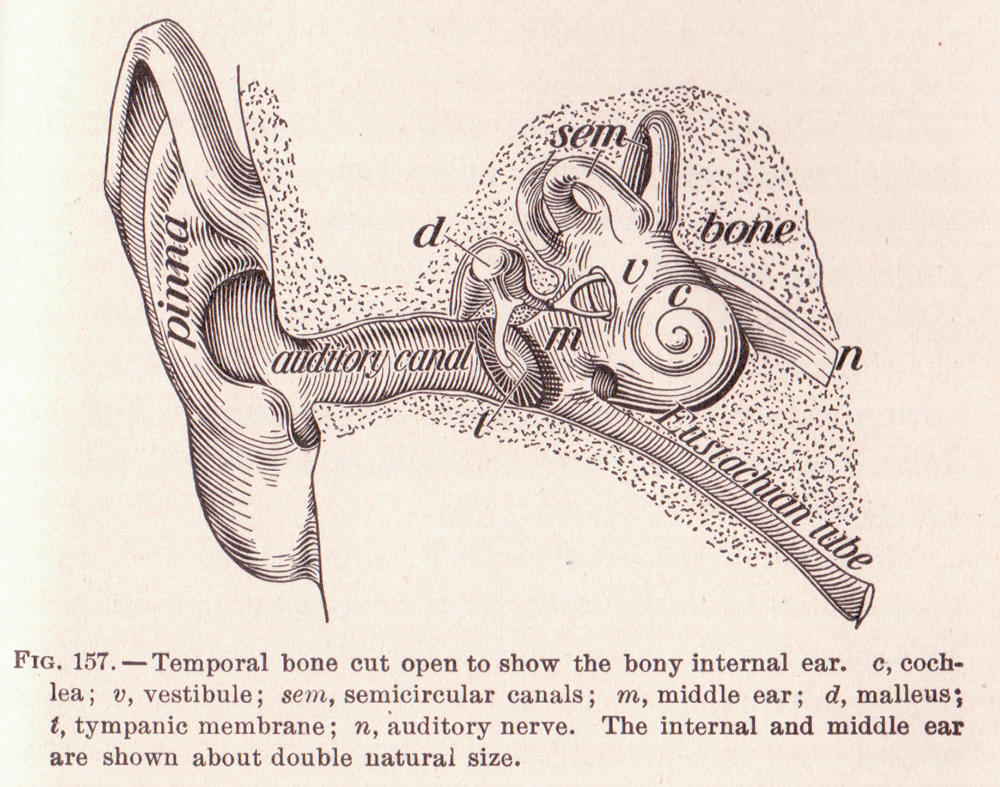 Parts Of The Ear Drawing at PaintingValley.com | Explore collection of ...