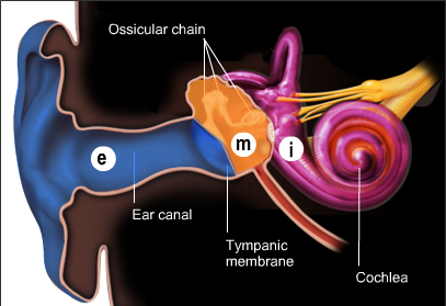 407x279 Ear Cochlea - Parts Of The Ear Drawing