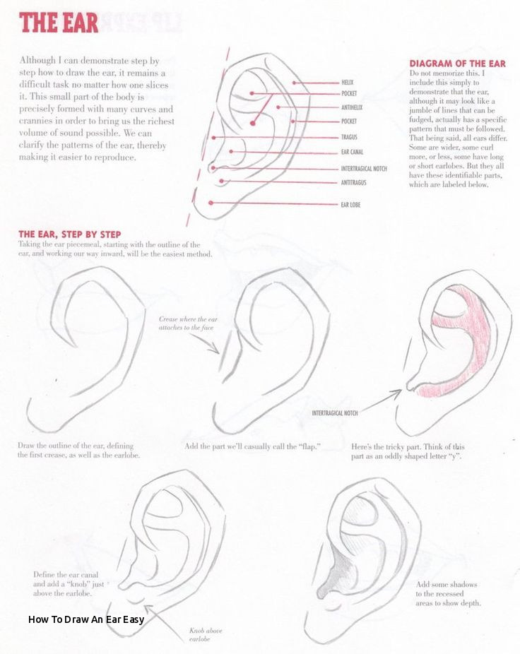 736x926 How To Draw An Ear Easy Best Character Anatomy Ears Images - Parts Of The Ear Drawing