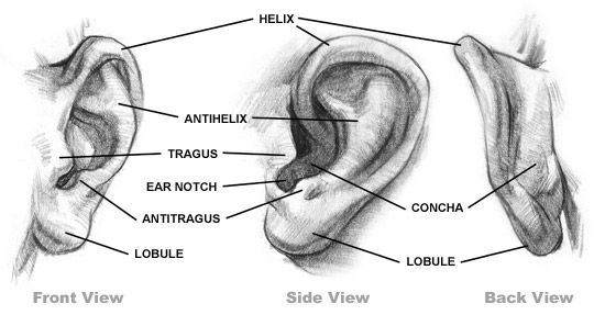 550x287 How To Draw Ears Stan Prokopenko's Blog Drawing - Parts Of The Ear Drawing