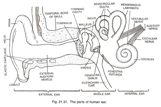 Parts Of The Ear Drawing at PaintingValley.com | Explore collection of ...