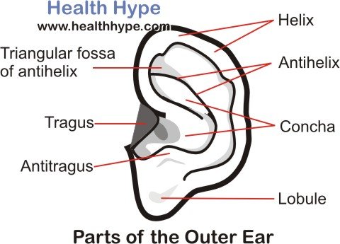 480x345 Human Ear Anatomy, Parts - Parts Of The Ear Drawing