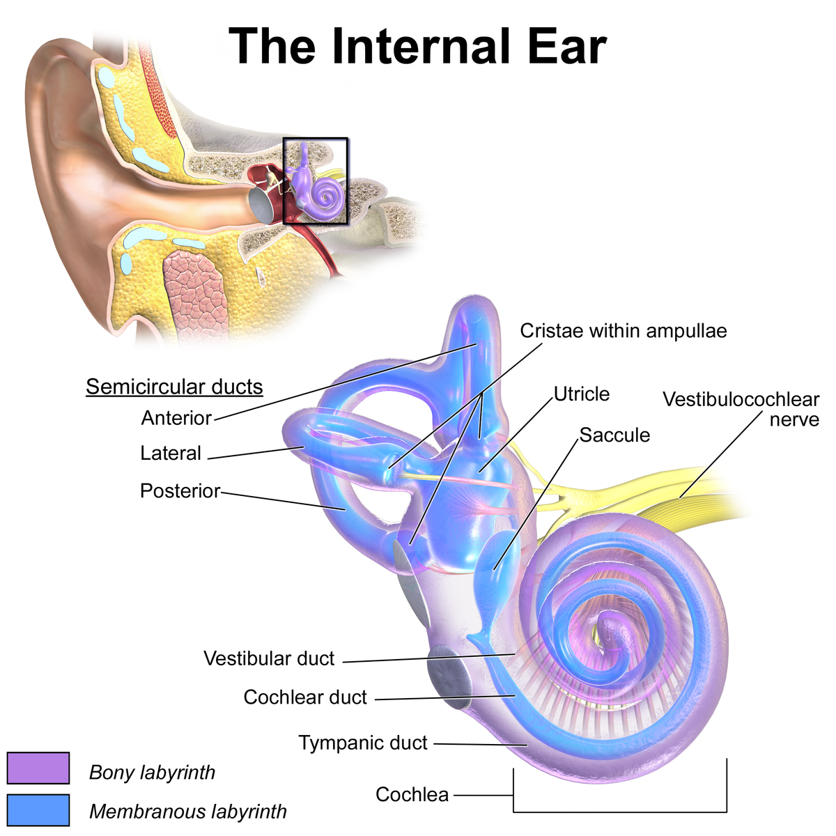 1200x1200 Inner Ear - Parts Of The Ear Drawing