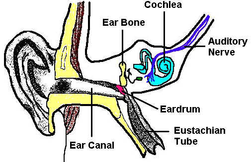 505x327 Parts Of The Ear Worksheet - Parts Of The Ear Drawing