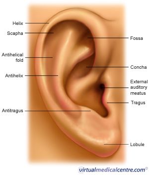 300x351 Parts Of The Ear For Drawing Or Sculpting From Madsculptor - Parts Of The Ear Drawing