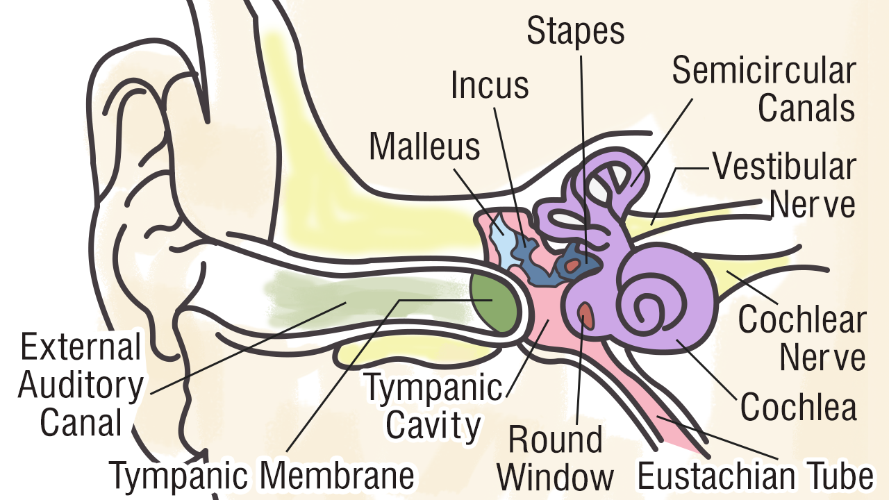 Ear Anatomy Chart