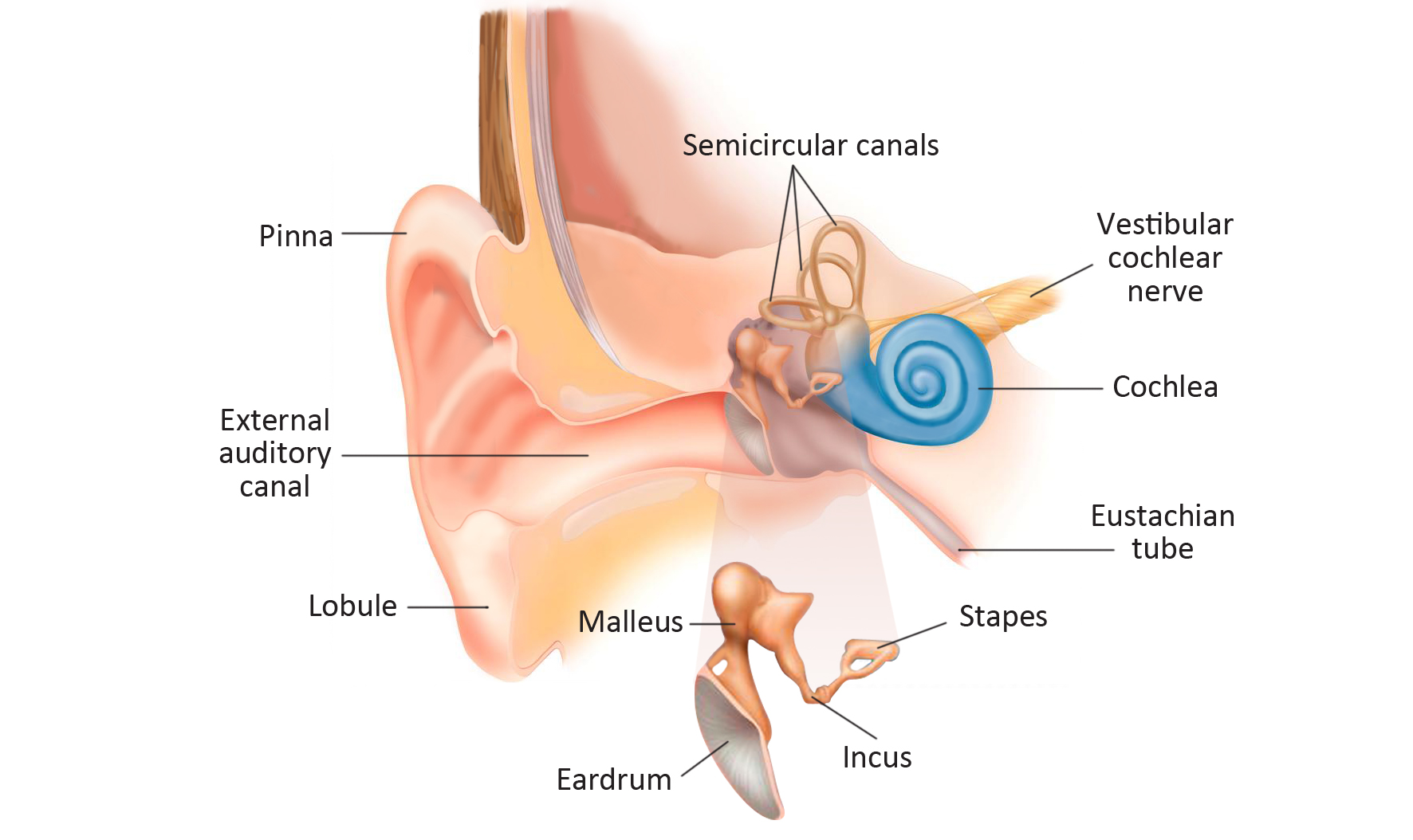 1772x1054 The Ear And Hearing Clinic Ear Problems - Parts Of The Ear Drawing