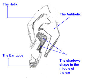 288x258 Drawing Ears Part Of A Larger Face Drawing Strategy - Parts Of The Ear Drawing