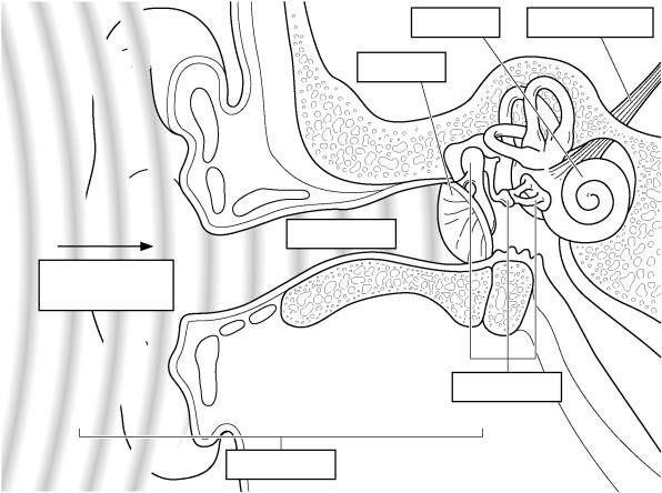 596x444 Parts Of The Ear Blank Diagram - Parts Of The Ear Drawing