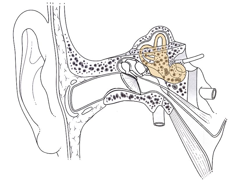 Parts Of The Ear Drawing at PaintingValley.com | Explore collection of ...