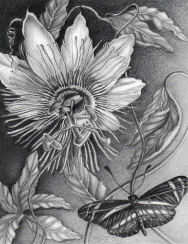 386x500 botanical pencil drawings passion flower - Passion Flower Drawing