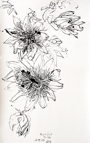 317x500 christian peltenburg brechneff - Passion Flower Drawing