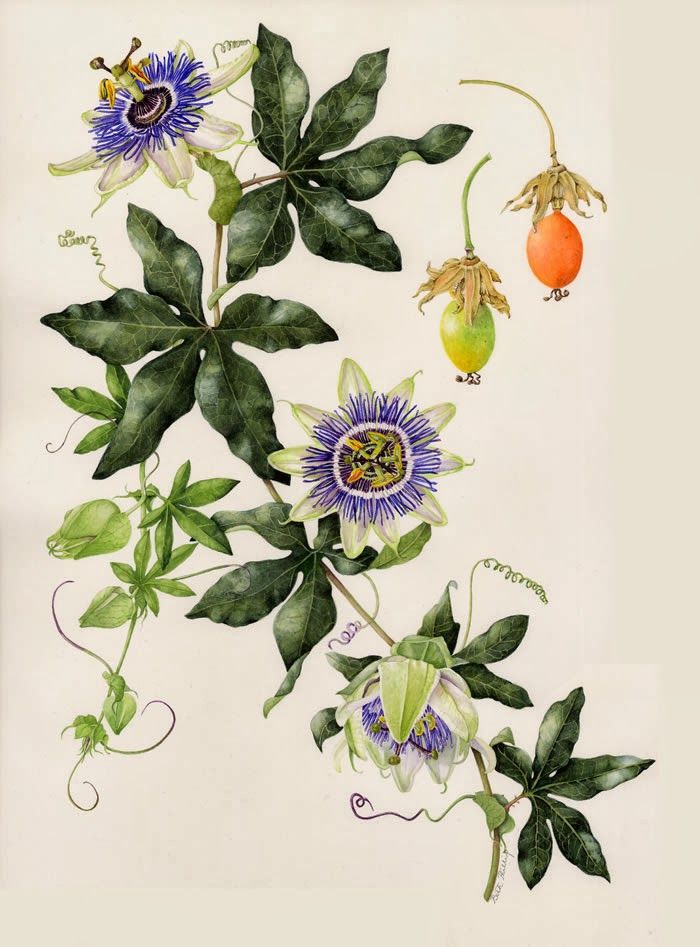 700x947 how to grow hardy passion flowers from seed the garden of eaden - Passion Flower Drawing