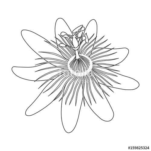 500x500 isolated hand drawn black outline monochrome flower - Passion Flower Drawing