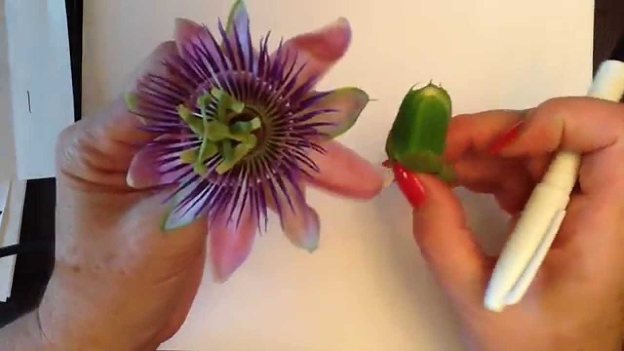 1280x720 kids can draw passion flower - Passion Flower Drawing