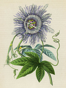 225x300 passiflora - Passion Flower Drawing