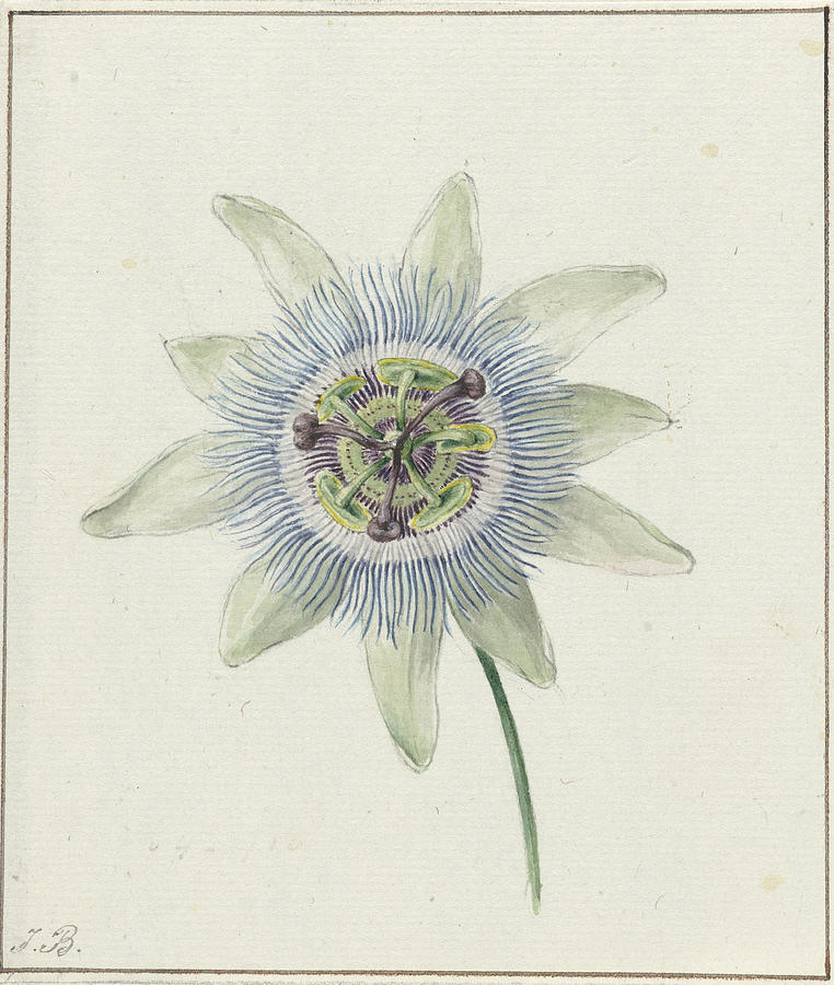 762x900 passion flower, jean bernard drawing - Passion Flower Drawing