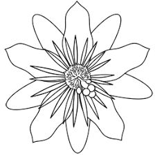 224x224 best craft - Passion Flower Drawing