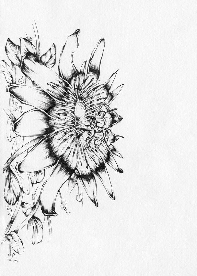 642x900 passion flower drawing - Passion Flower Drawing