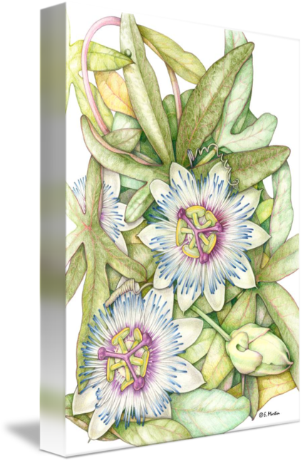 425x650 passion flower - Passion Flower Drawing