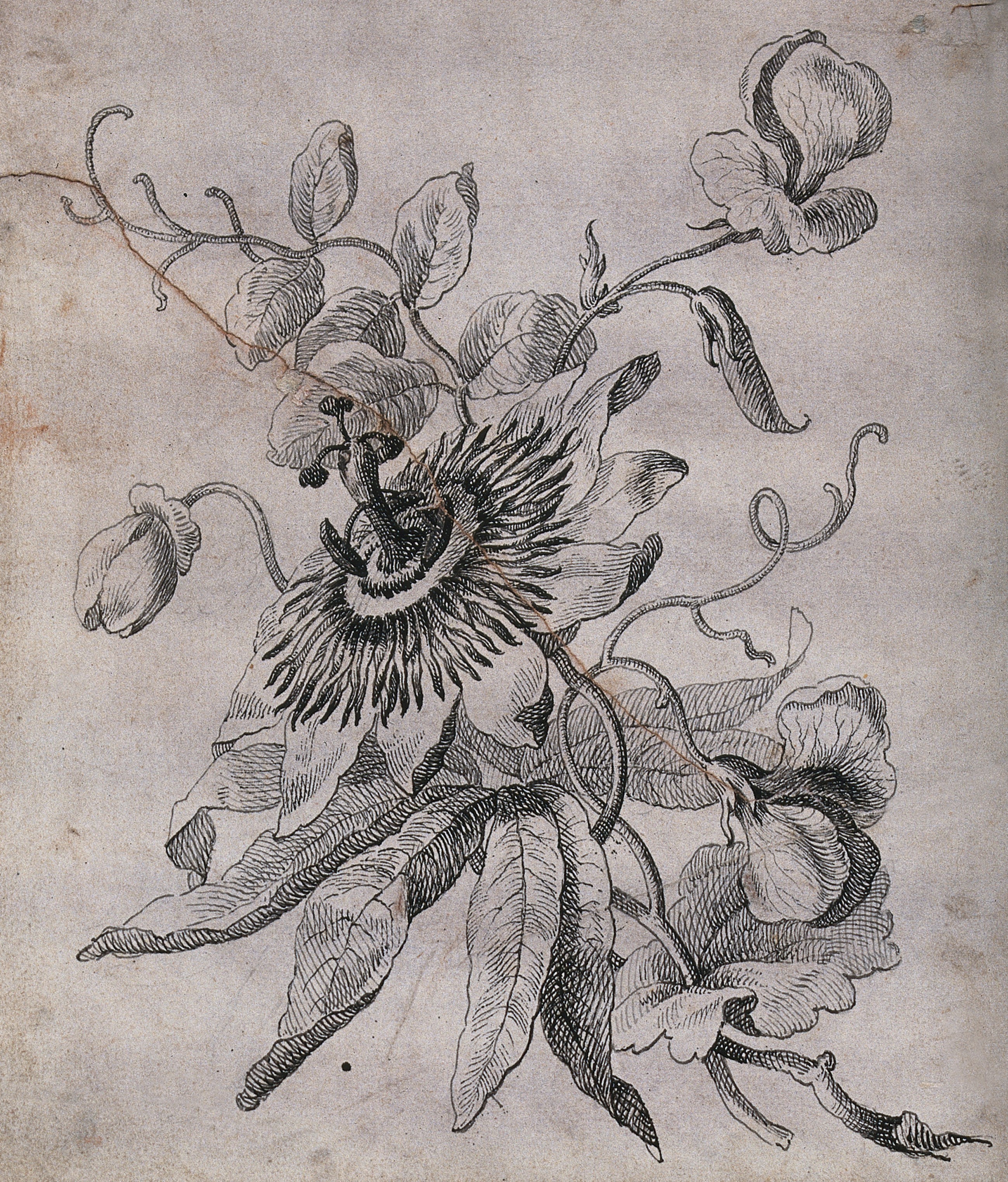 2598x3047 passion flower - Passion Flower Drawing