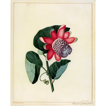 355x355 passion flower brown, peter vampa search the collections - Passion Flower Drawing