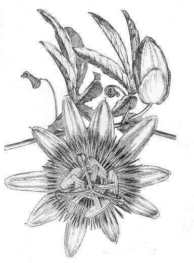 384x520 passion flower anxiety - Passion Flower Drawing