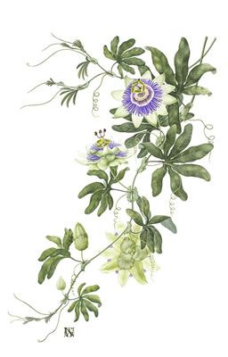 256x400 passionflower passion flower illustration color illustrations - Passion Flower Drawing