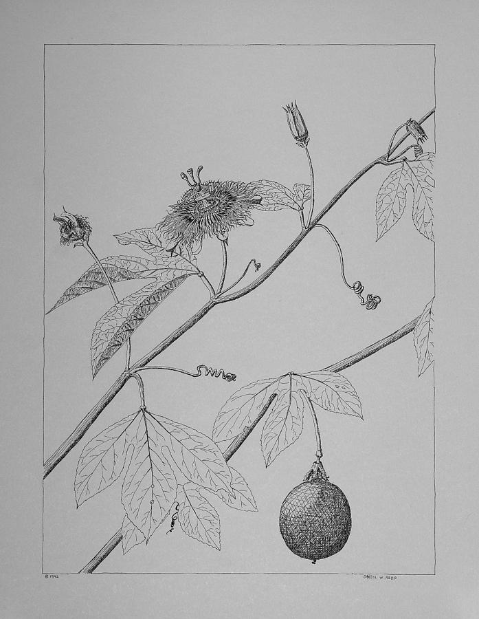 697x900 Passionflower Vine Drawing - Passion Flower Drawing
