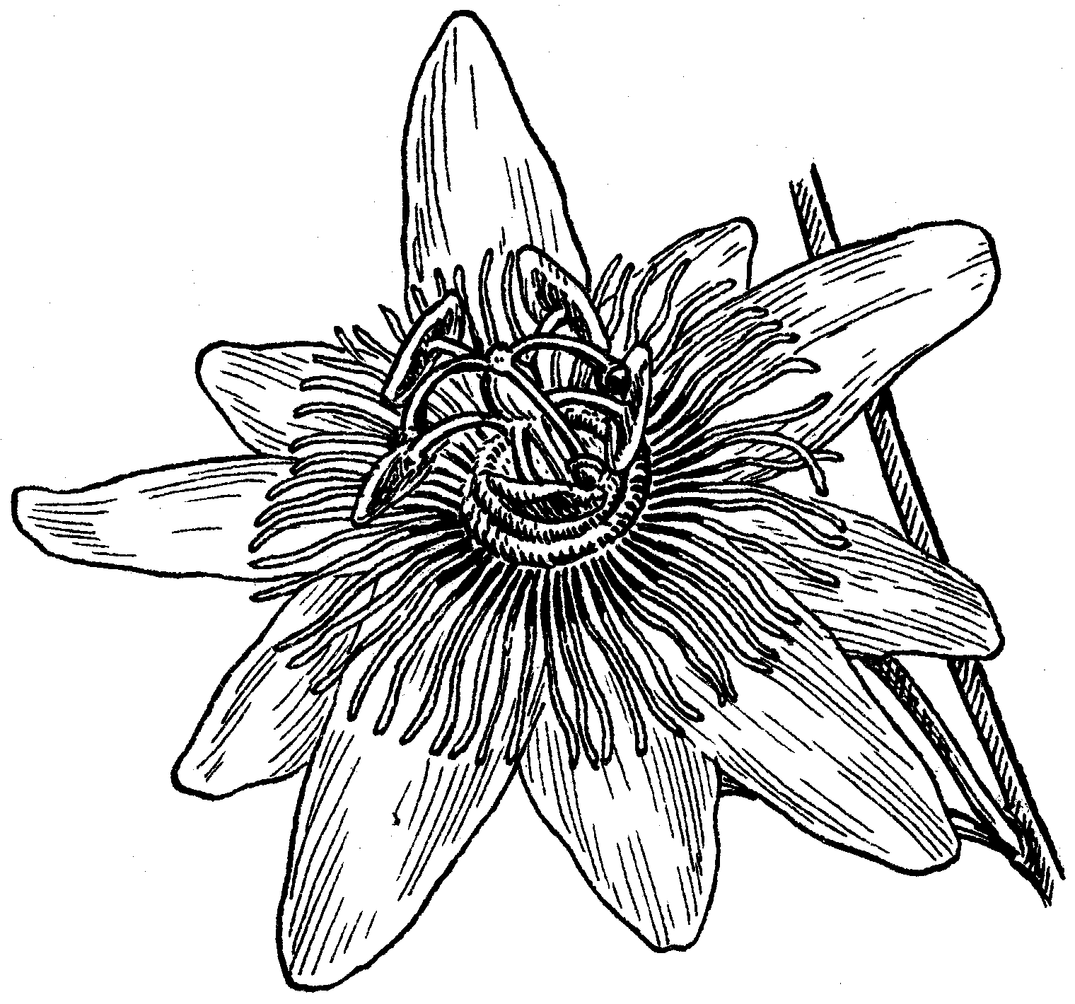 1520x1420 Passionflower Line Drawing In Black And White Flower Tattoo - Passion Flower Drawing
