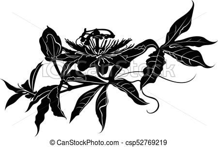 450x303 passionflower passion flower - Passion Flower Drawing