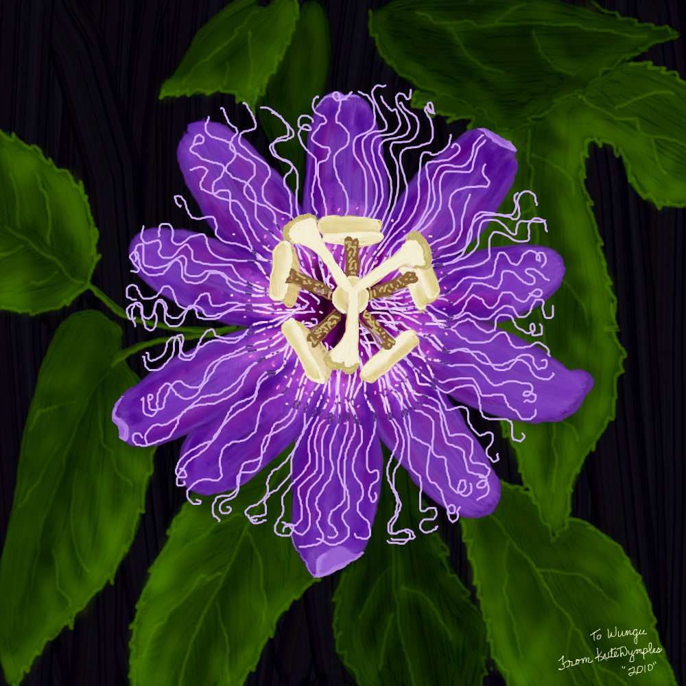 1000x1000 purple passion flower a ornamental speedpaint drawing - Passion Flower Drawing