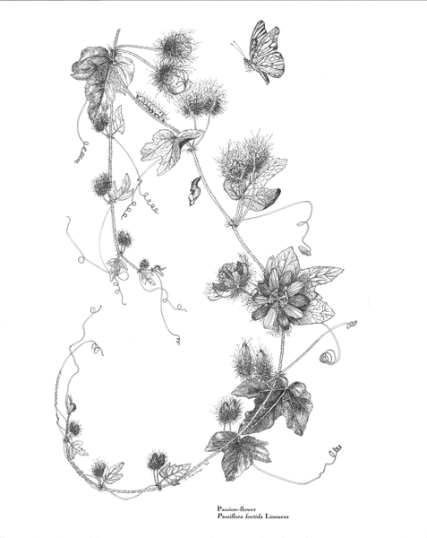 477x600 sue sill - Passion Flower Drawing
