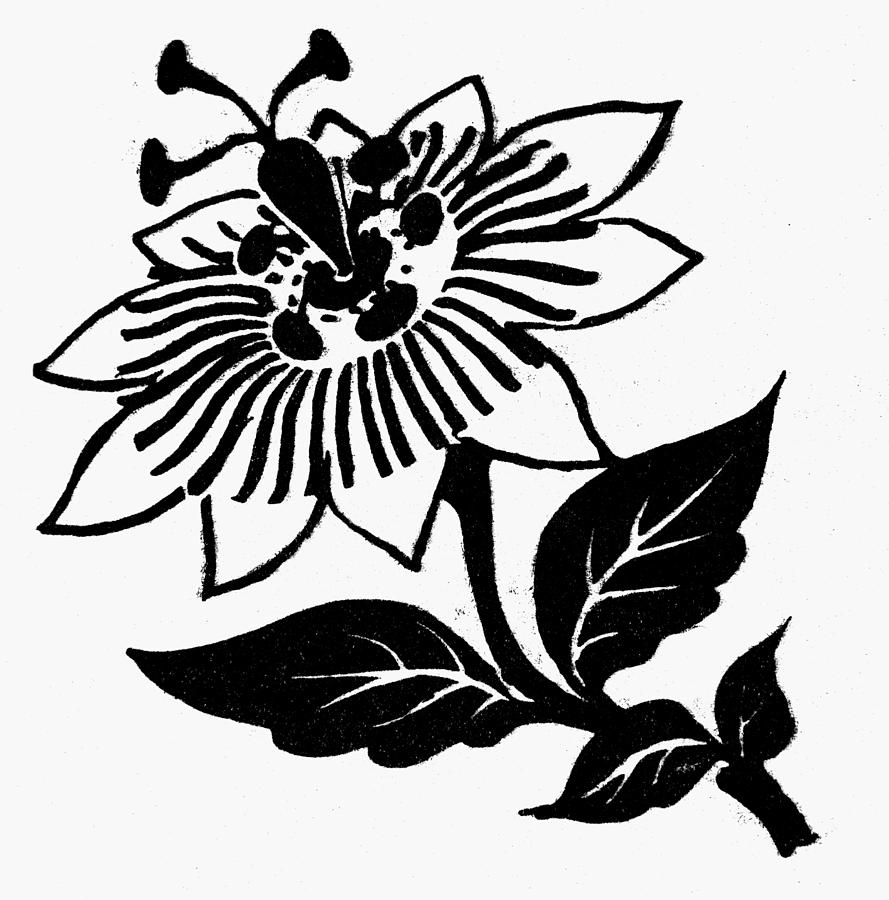 889x900 symbol passion flower drawing - Passion Flower Drawing