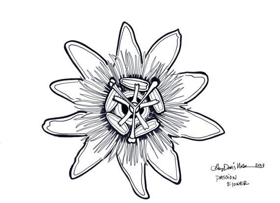 570x414 passion flower drawing - Passion Flower Drawing
