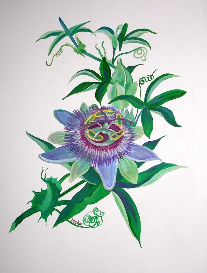 682x900 passion flower drawing - Passion Flower Drawing