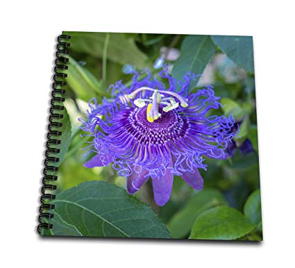 425x386 danita delimont - Passion Flower Drawing